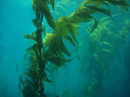 kelp