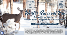 Simply STEAM for grades K-4 - Winter Survival Fun: Animals in Winter