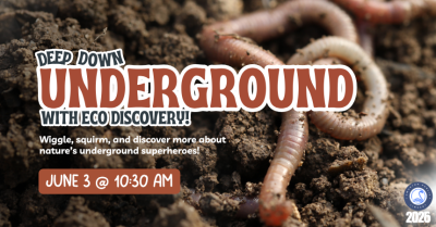 Eco Discovery!